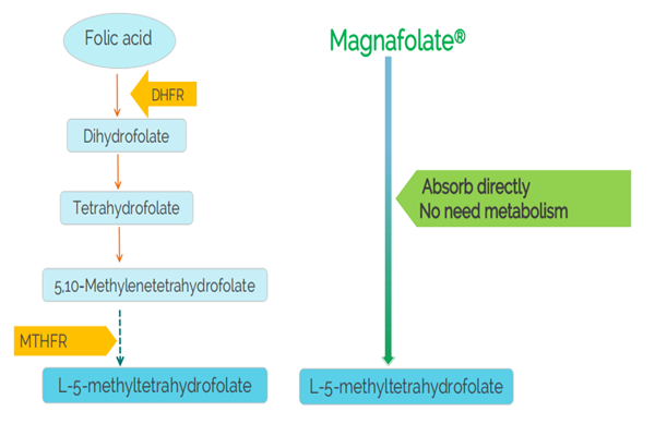 Apa perlu njupuk suplemen sing ngemot methylfolate tinimbang asam folat?