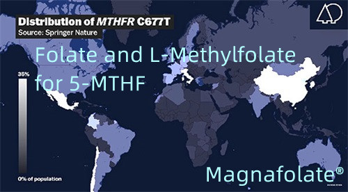 Folat lan L-Methylfolate kanggo 5-MTHF