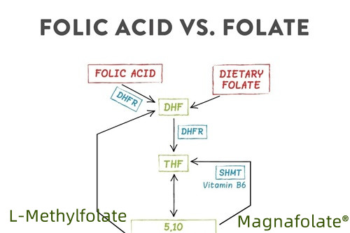 Ringkesan folat lan L-Methylfolate