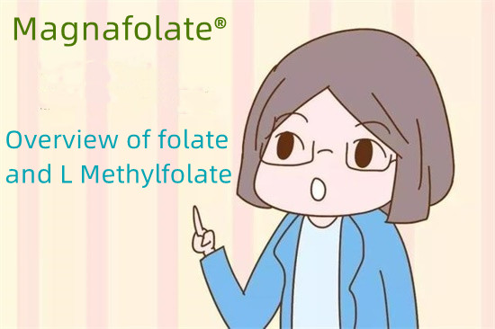 Ringkesan folat lan L Methylfolate
