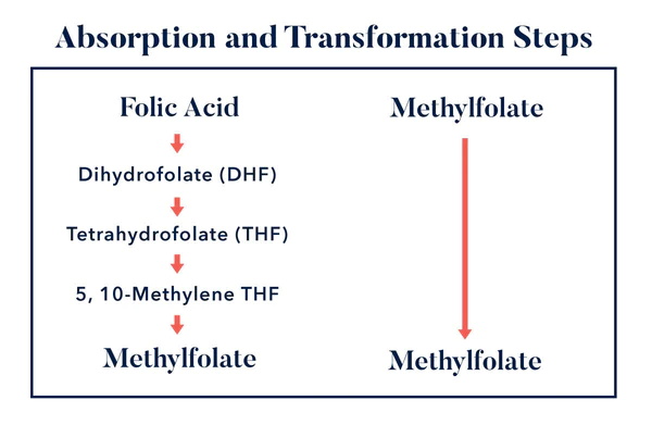 Apa persamaan utama asam folat lan L-methylfolate?