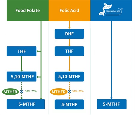 Apa 5-methyltetrahydrofolate?