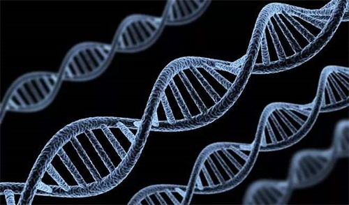 Genotip enzim metabolisme folat sing ora normal minangka panyebab utama gangguan metabolisme folat