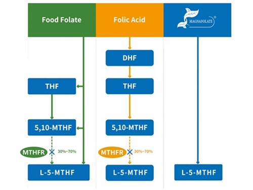 Kalsium L-5-methyltetrahydrofolate VS Folic Acid