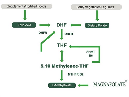 Panganggone Kalsium L-5-Methyltetrahydrofolate